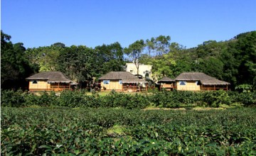太平山民宿茶鄉園